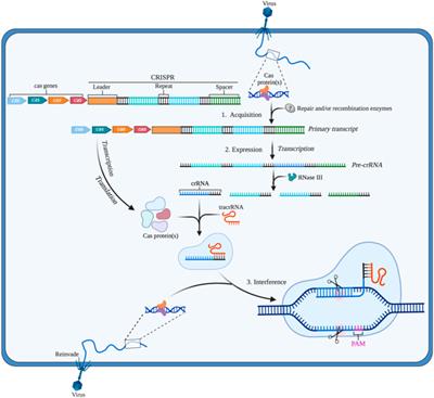 CRISPR/Cas systems: Delivery and application in gene therapy